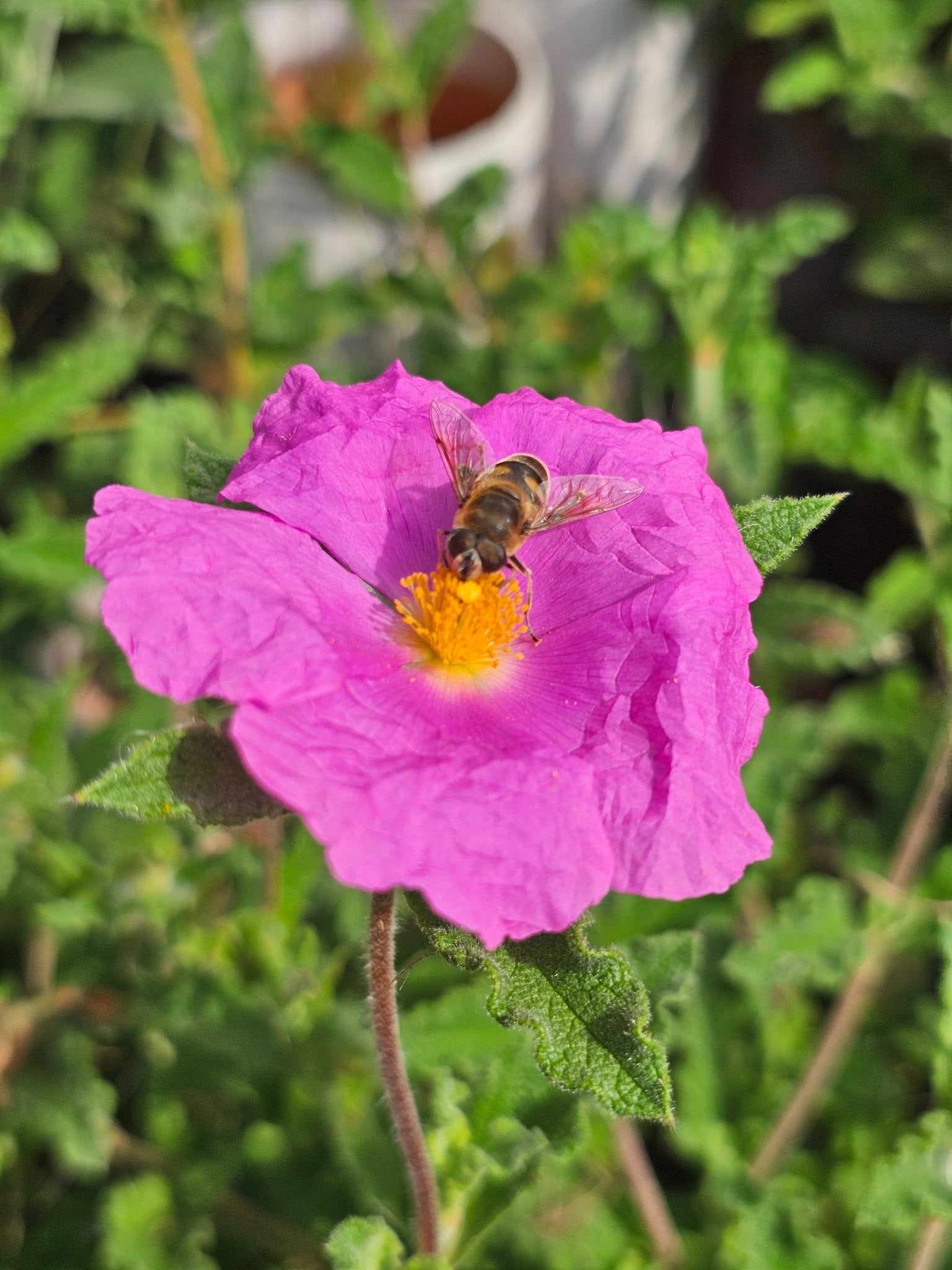 Cistus x pulverulentus Grp. delilei - Herrenkamper Gärten - Pflanzenraritäten