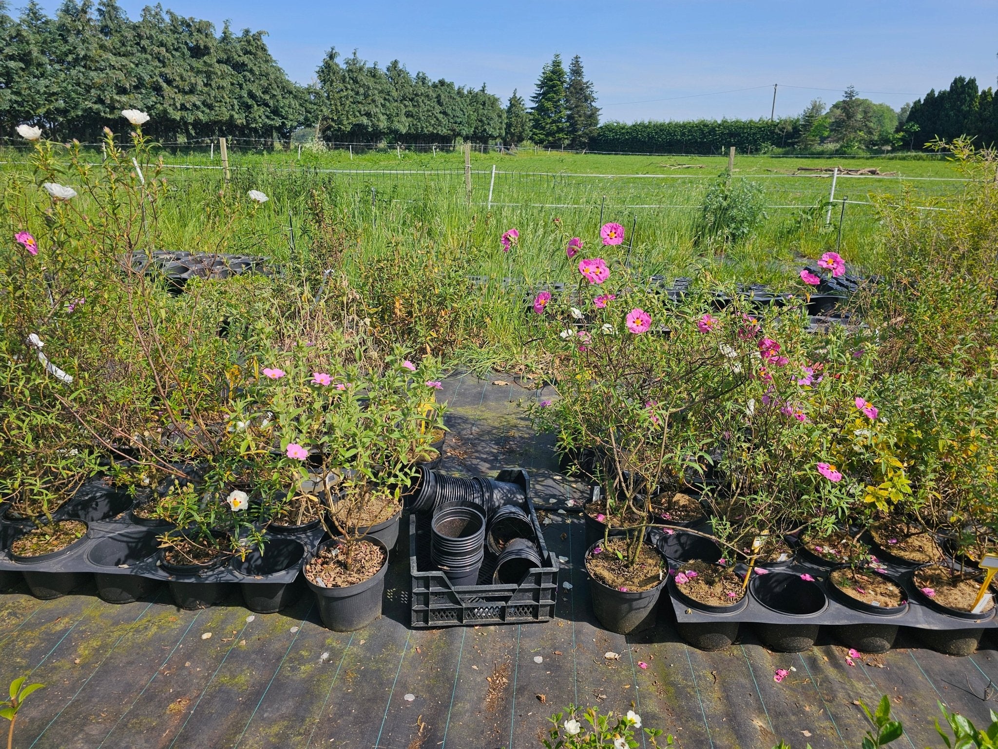 Cistus x pulverulentus Grp. delilei - Herrenkamper Gärten - Pflanzenraritäten