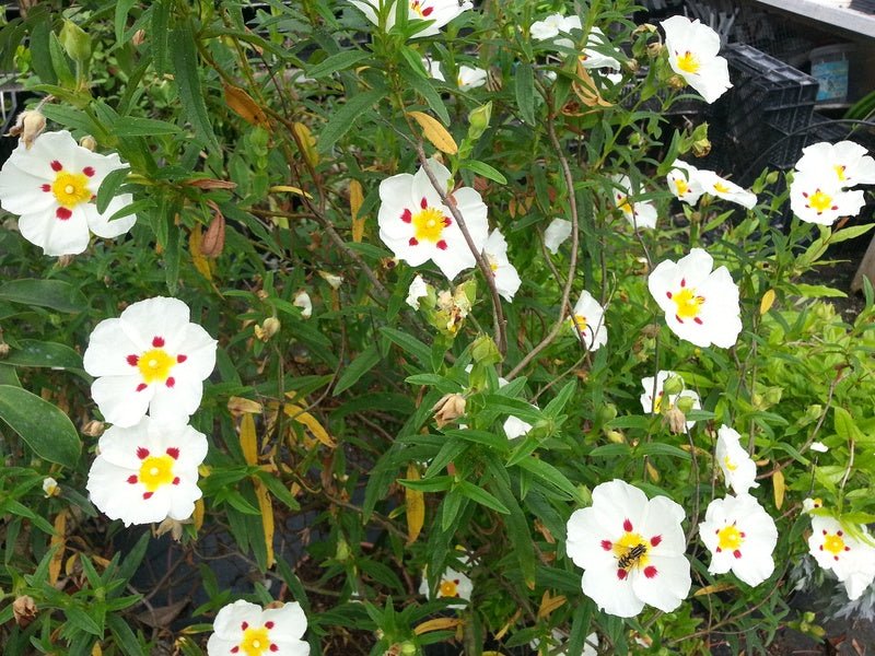 Cistus x purpureus 'Alan Fradd' - Herrenkamper Gärten - Pflanzenraritäten