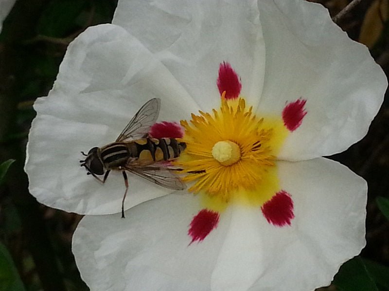 Cistus x purpureus 'Alan Fradd' - Herrenkamper Gärten - Pflanzenraritäten