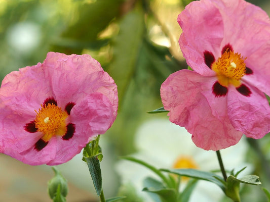 Cistus x purpureus 'Betty Taudevin' - Herrenkamper Gärten - Pflanzenraritäten