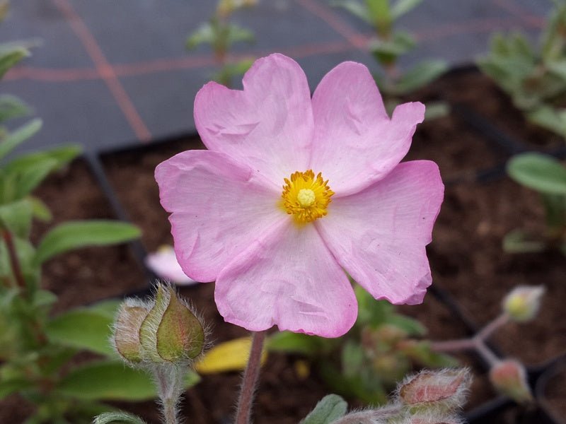 Cistus x skanbergii - Herrenkamper Gärten - Pflanzenraritäten