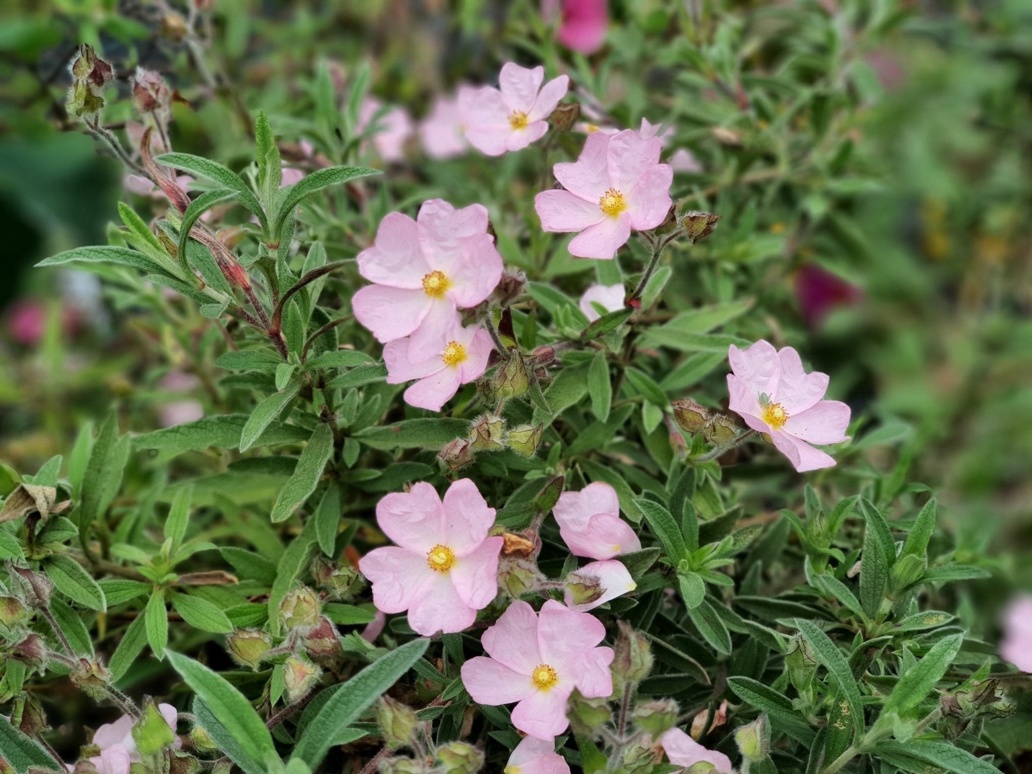 Cistus x skanbergii - Herrenkamper Gärten - Pflanzenraritäten