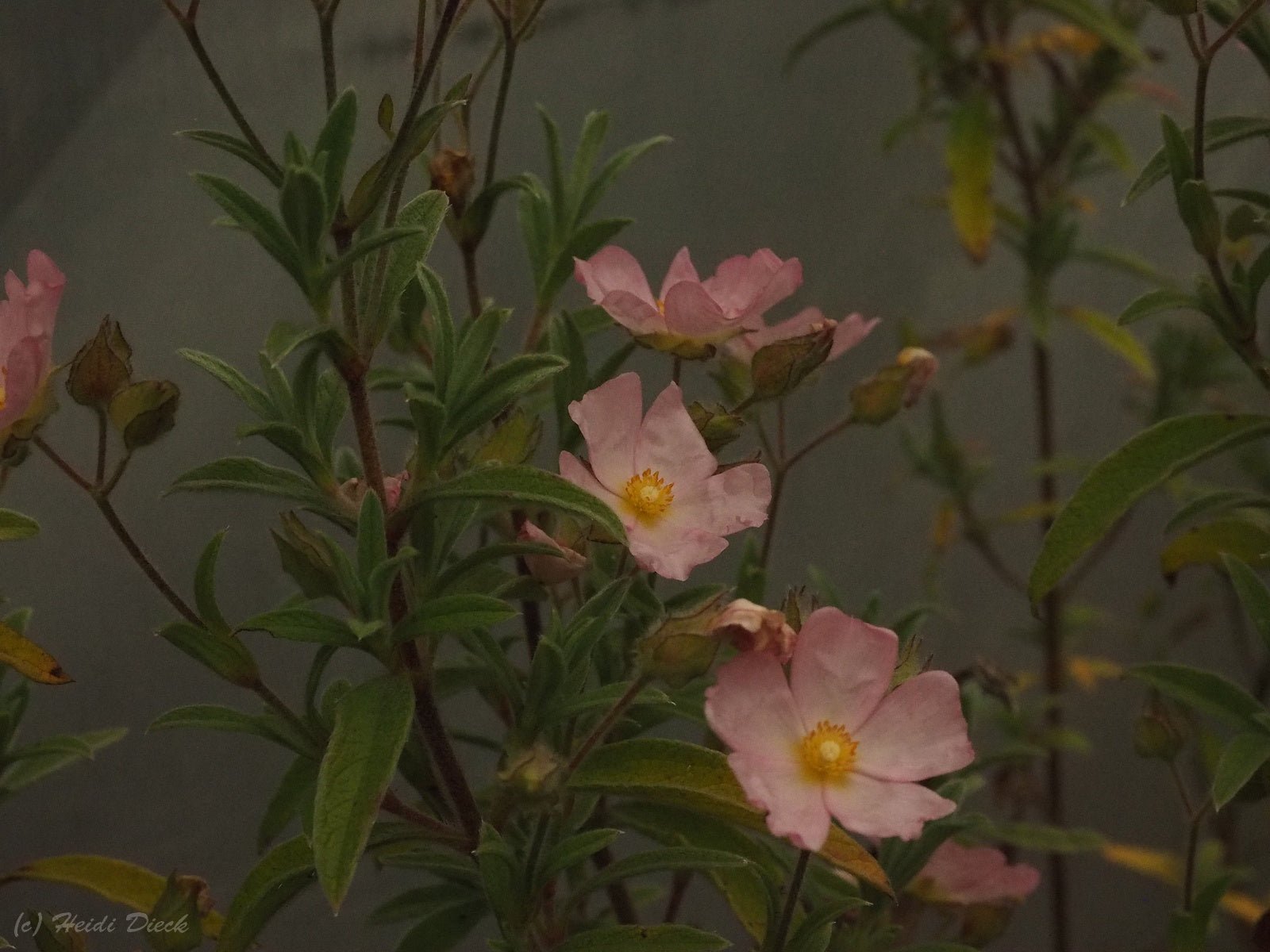 Cistus x skanbergii - Herrenkamper Gärten - Pflanzenraritäten