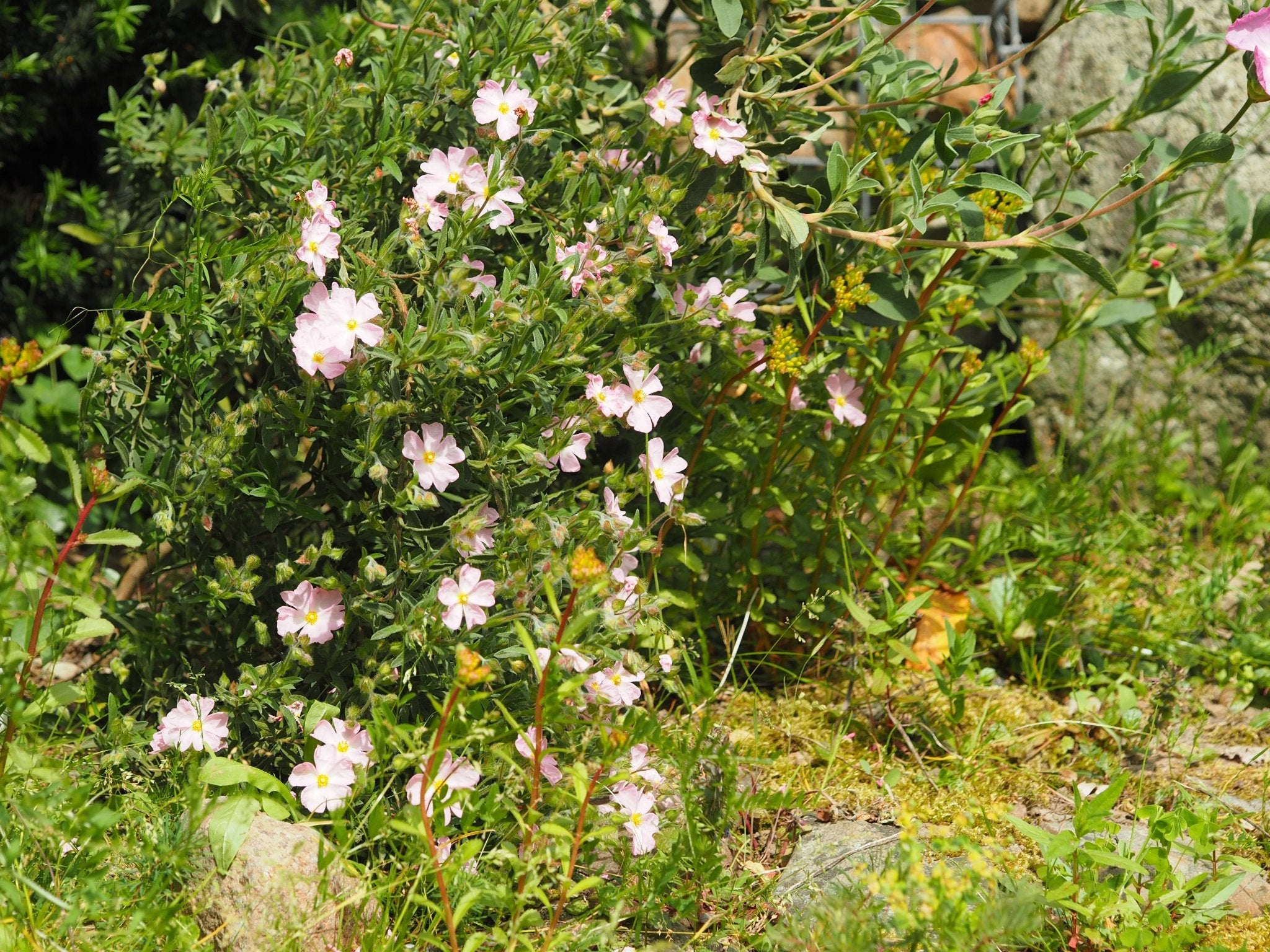 Cistus x skanbergii - Herrenkamper Gärten - Pflanzenraritäten