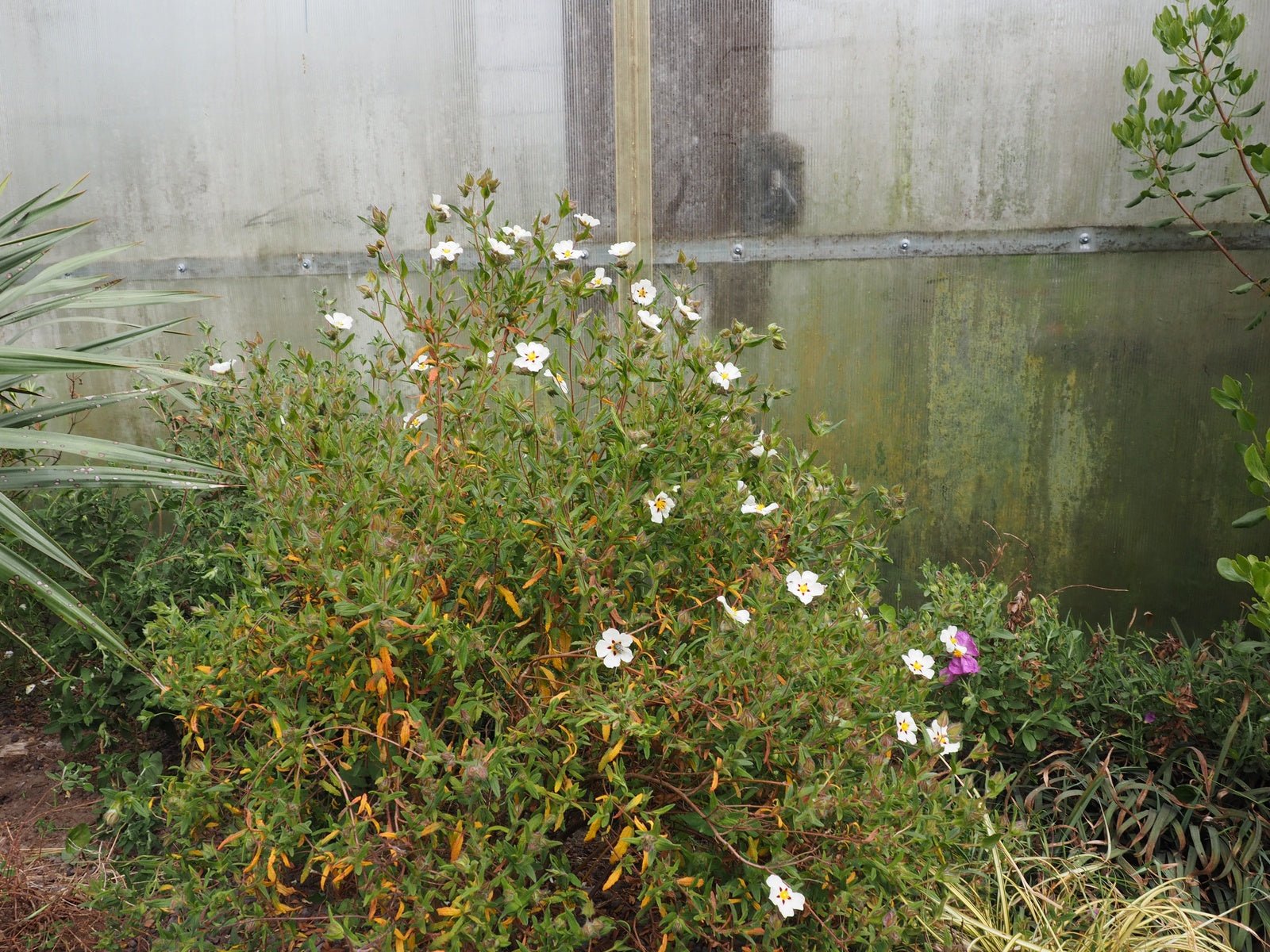 Cistus x verguinii 'Paul Percherat' - Herrenkamper Gärten - Pflanzenraritäten