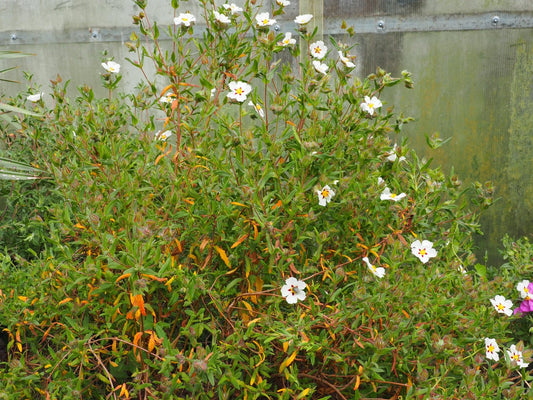 Cistus x verguinii 'Paul Percherat' - Herrenkamper Gärten - Pflanzenraritäten