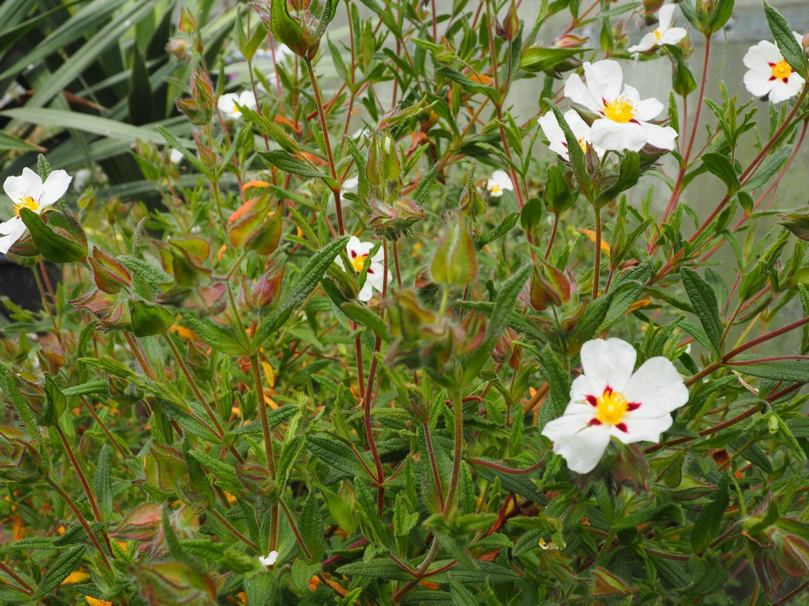 Cistus x verguinii 'Paul Percherat' - Herrenkamper Gärten - Pflanzenraritäten