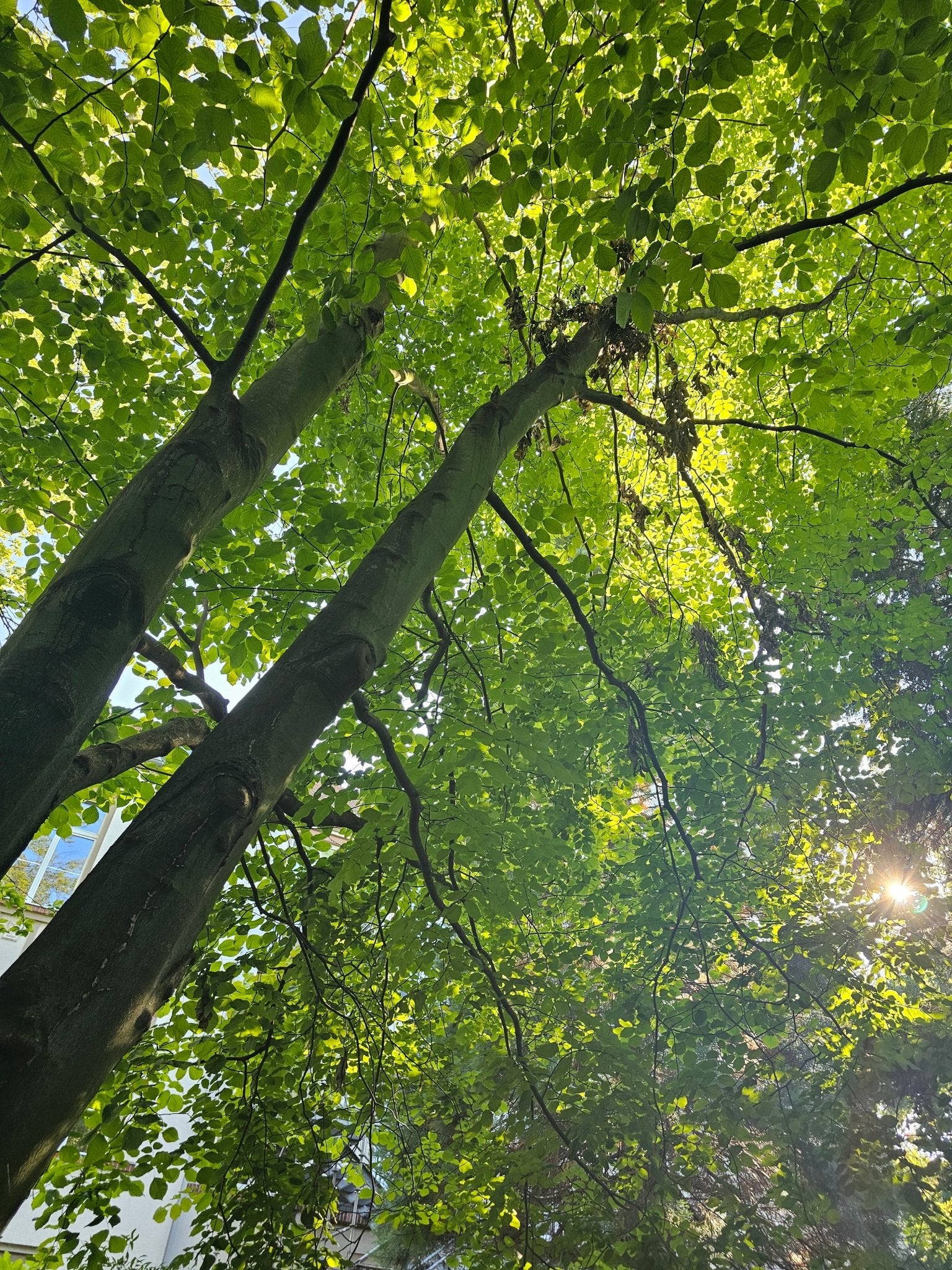Cladrastis kentuckea (syn. C. lutea) - Herrenkamper Gärten - Pflanzenraritäten