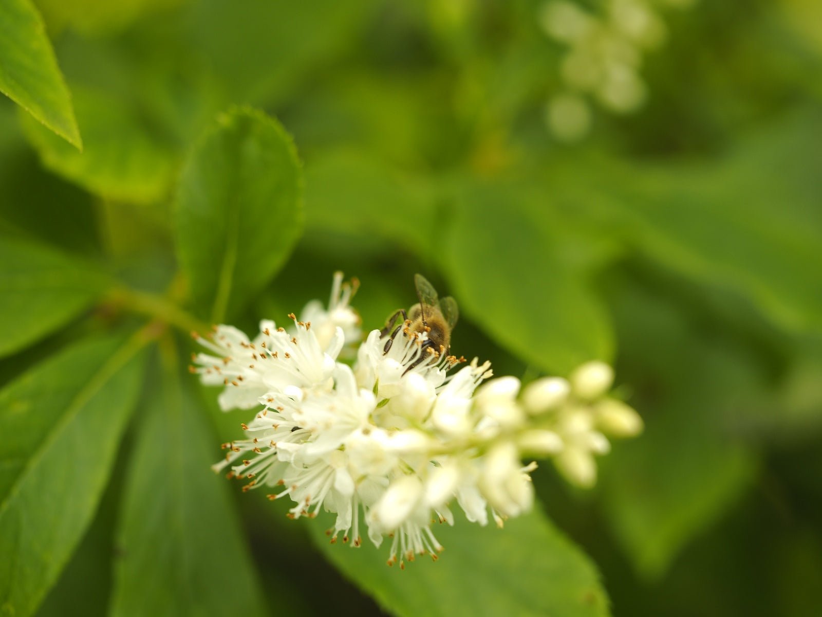 Clethra acuminata - Herrenkamper Gärten - Pflanzenraritäten