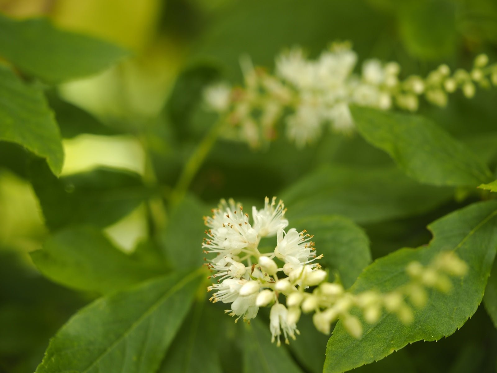 Clethra acuminata - Herrenkamper Gärten - Pflanzenraritäten