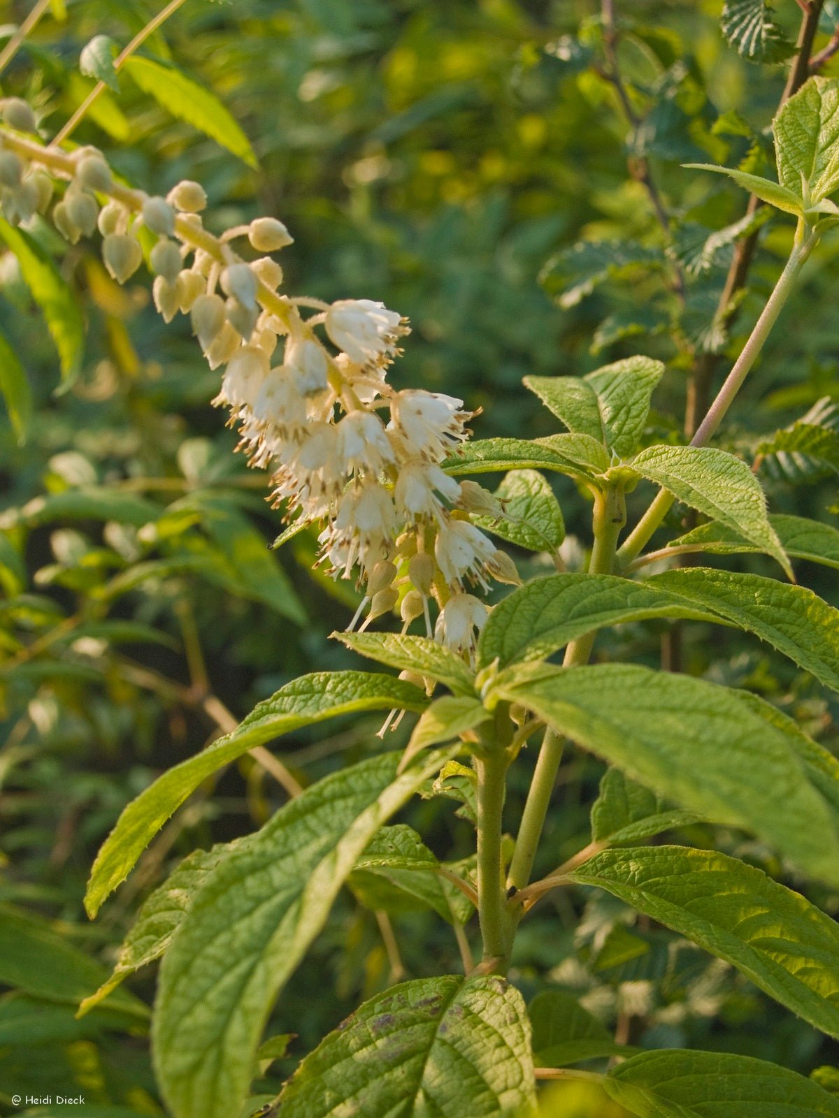 Clethra acuminata - Herrenkamper Gärten - Pflanzenraritäten