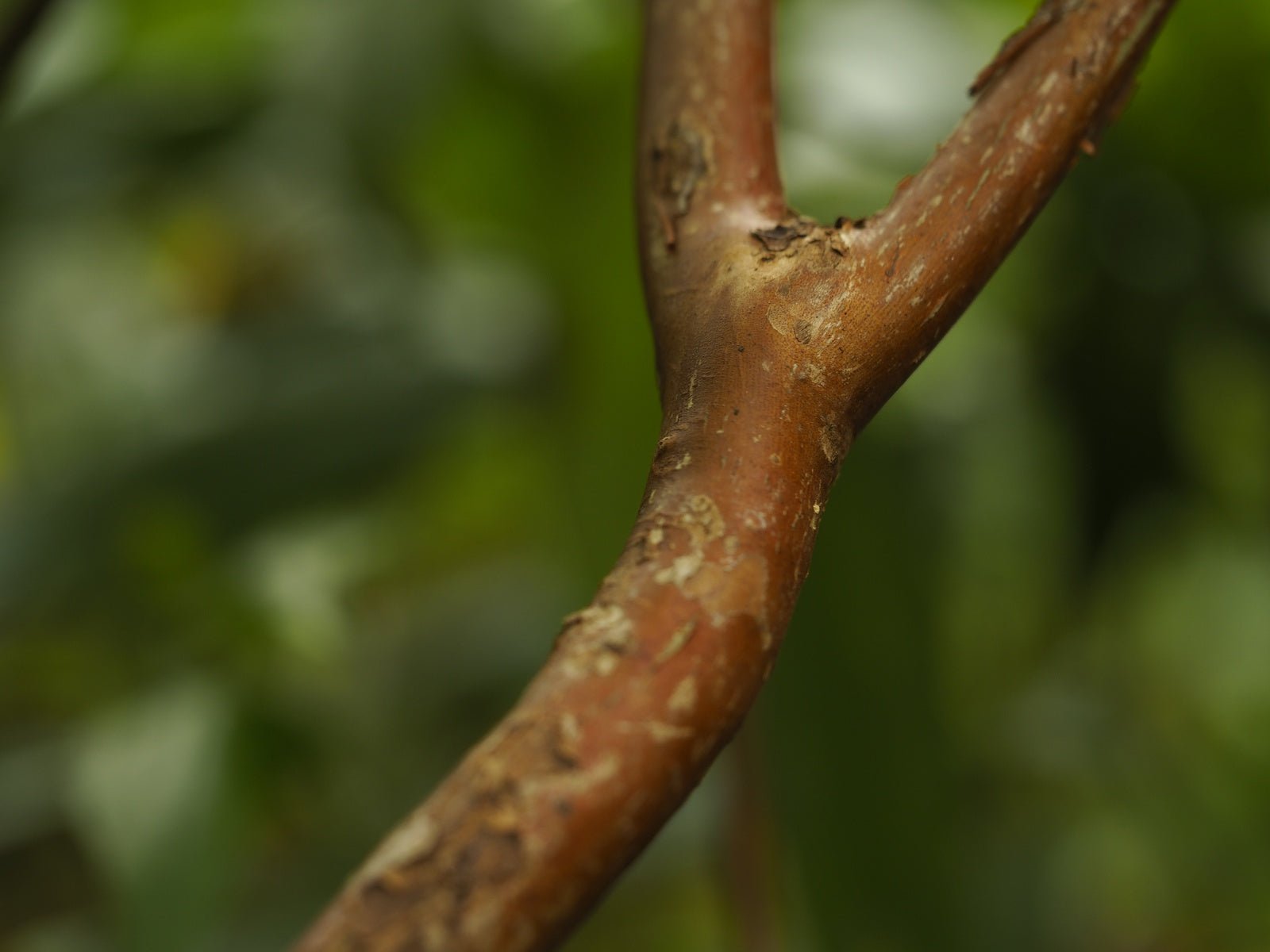 Clethra acuminata - Herrenkamper Gärten - Pflanzenraritäten