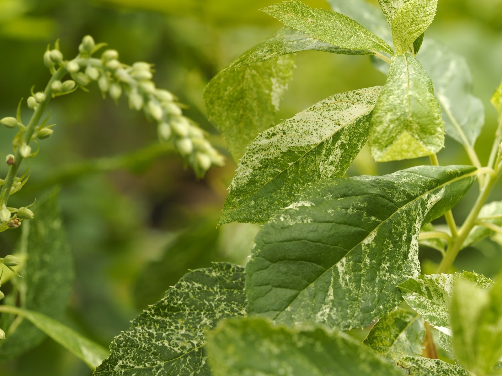 Clethra alnifolia 'Creel's Calico' - Herrenkamper Gärten - Pflanzenraritäten
