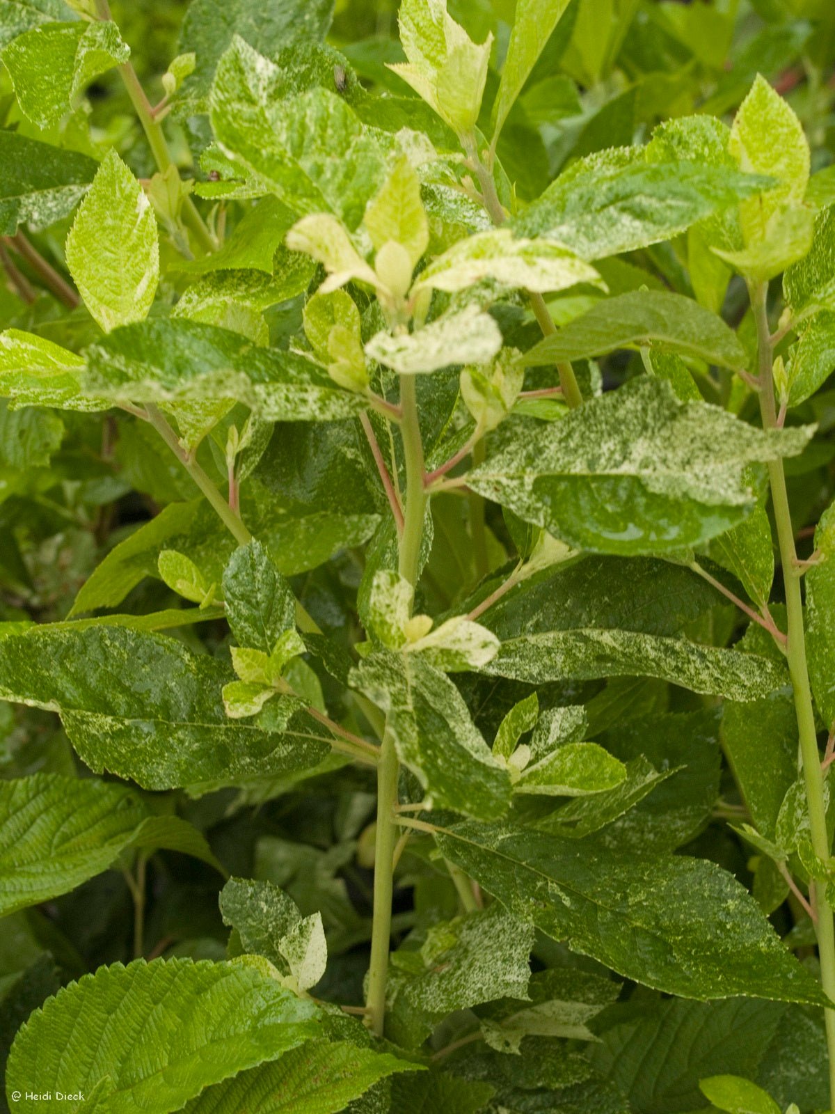 Clethra alnifolia 'Creel's Calico' - Herrenkamper Gärten - Pflanzenraritäten