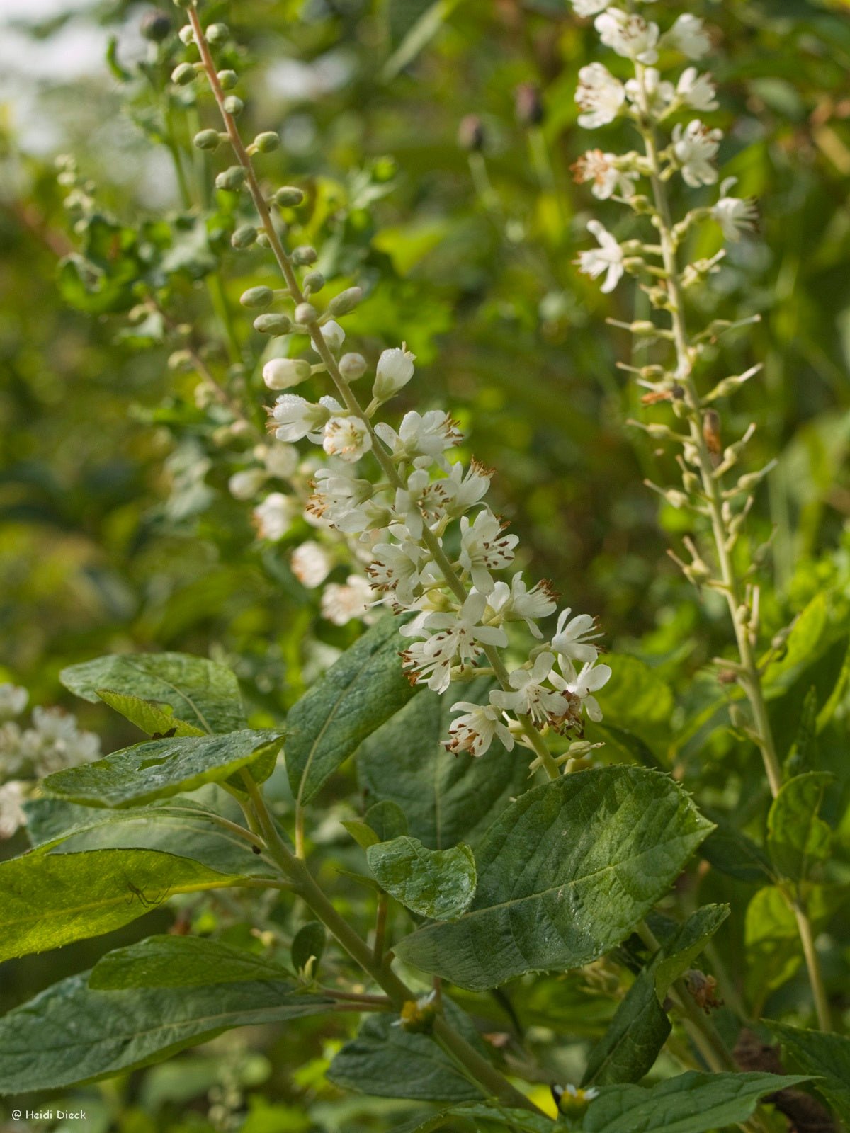 Clethra alnifolia 'Creel's Calico' - Herrenkamper Gärten - Pflanzenraritäten
