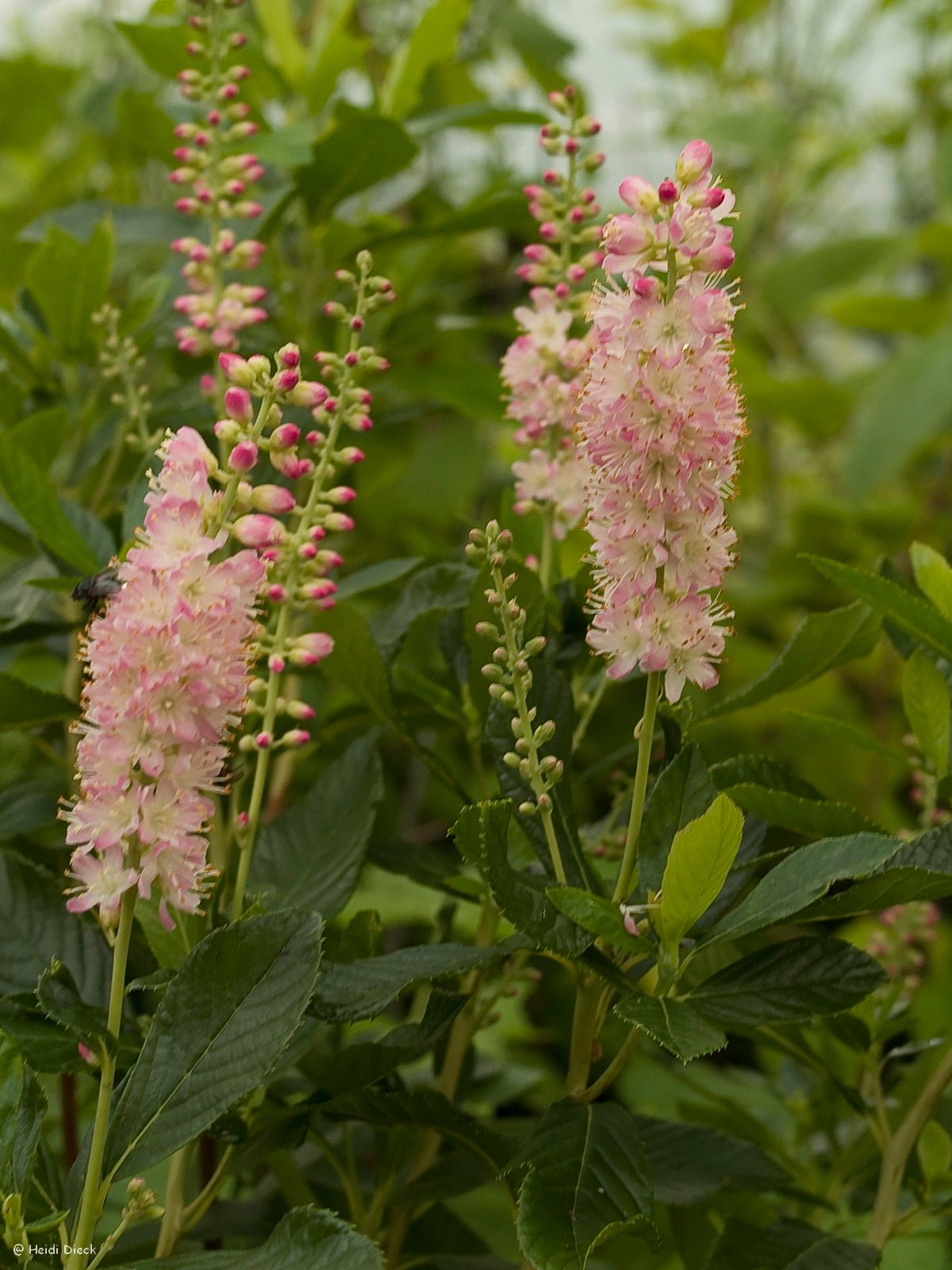 Clethra alnifolia 'Pink Spire' - Herrenkamper Gärten - Pflanzenraritäten