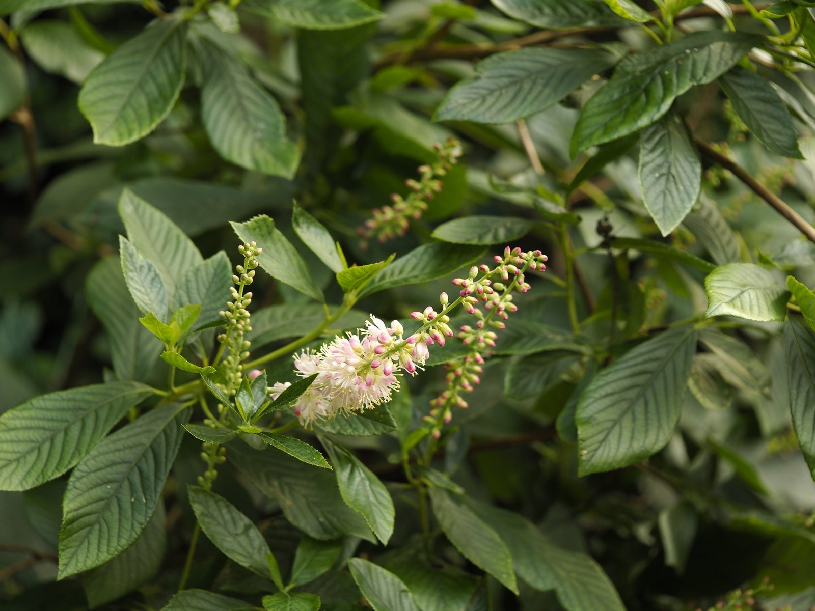 Clethra alnifolia 'Pink Spire' - Herrenkamper Gärten - Pflanzenraritäten