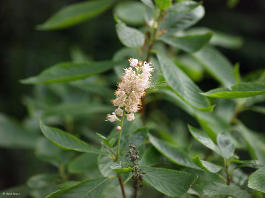 Clethra alnifolia 'Pink Spire' - Herrenkamper Gärten - Pflanzenraritäten