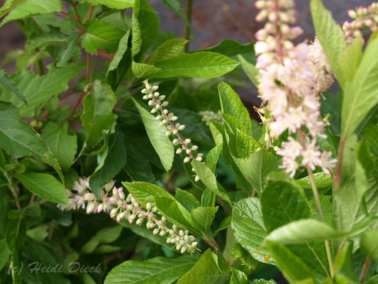 Clethra alnifolia 'Rosea' - Herrenkamper Gärten - Pflanzenraritäten