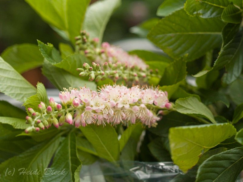 Clethra alnifolia 'Rosea' - Herrenkamper Gärten - Pflanzenraritäten