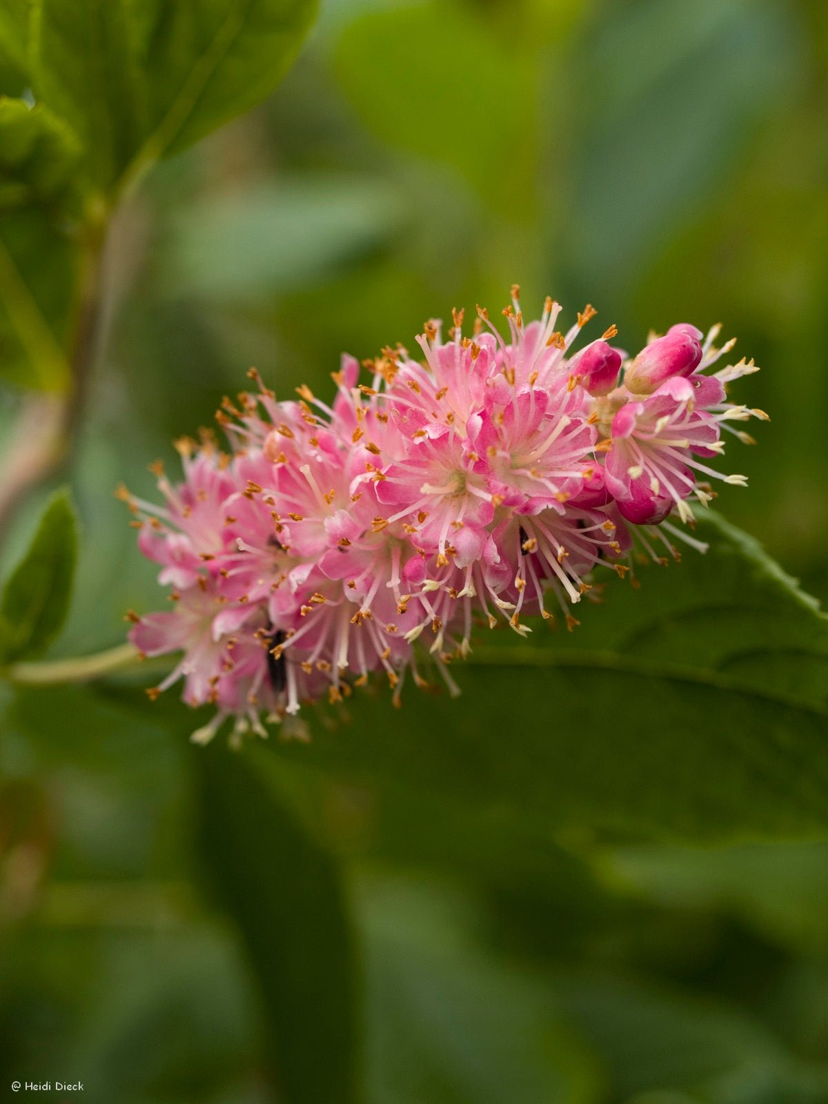 Clethra alnifolia 'Ruby Spice' - Herrenkamper Gärten - Pflanzenraritäten