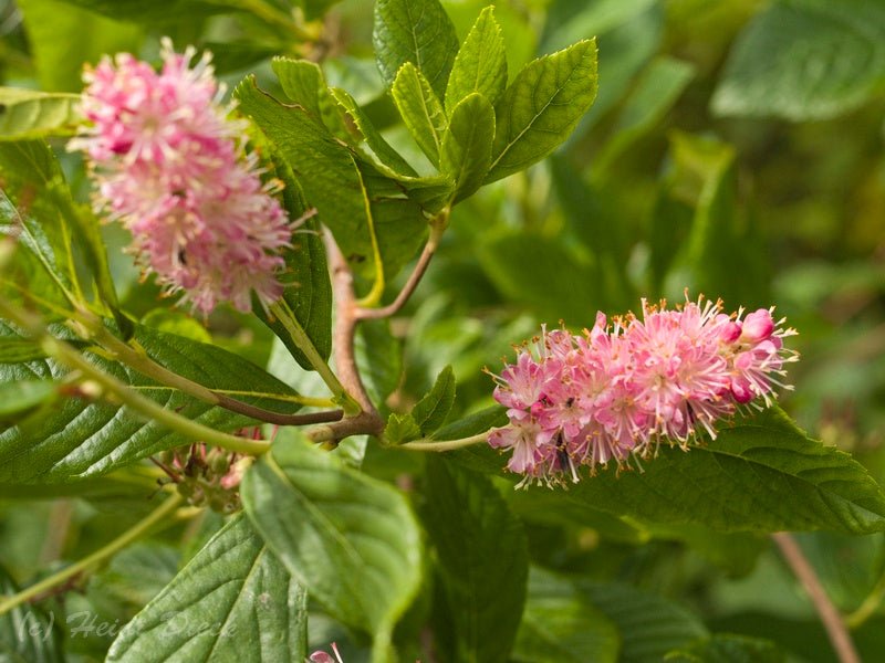 Clethra alnifolia 'Ruby Spice' - Herrenkamper Gärten - Pflanzenraritäten