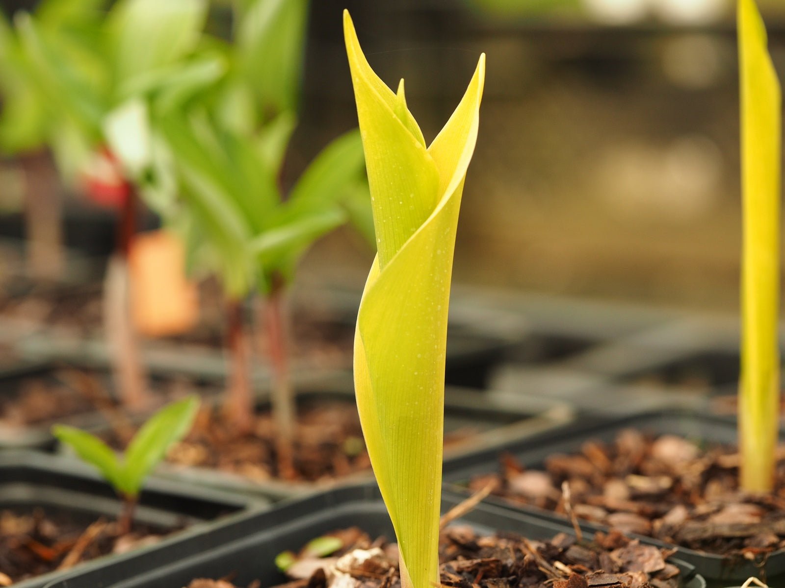 Convallaria majalis 'Fernwood’s Golden Slipper' - Herrenkamper Gärten - Pflanzenraritäten