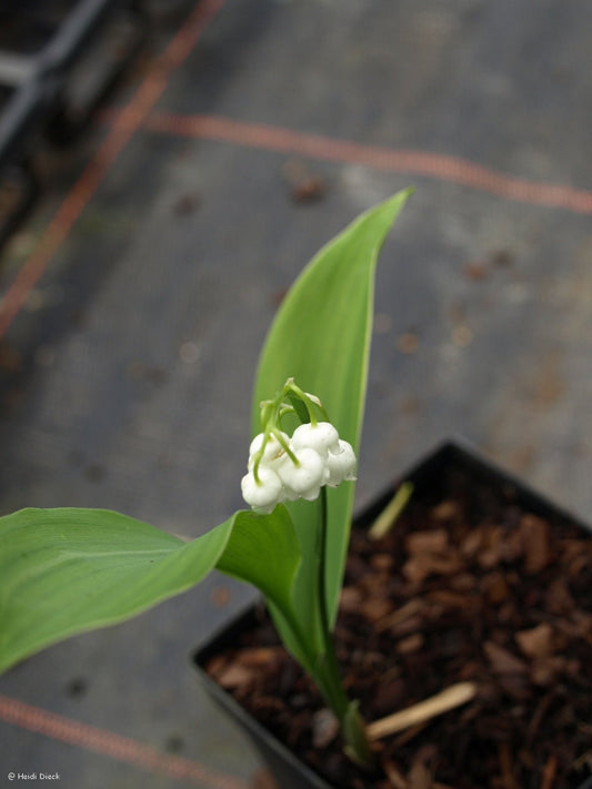 Convallaria majalis 'Hofheim' - Herrenkamper Gärten - Pflanzenraritäten