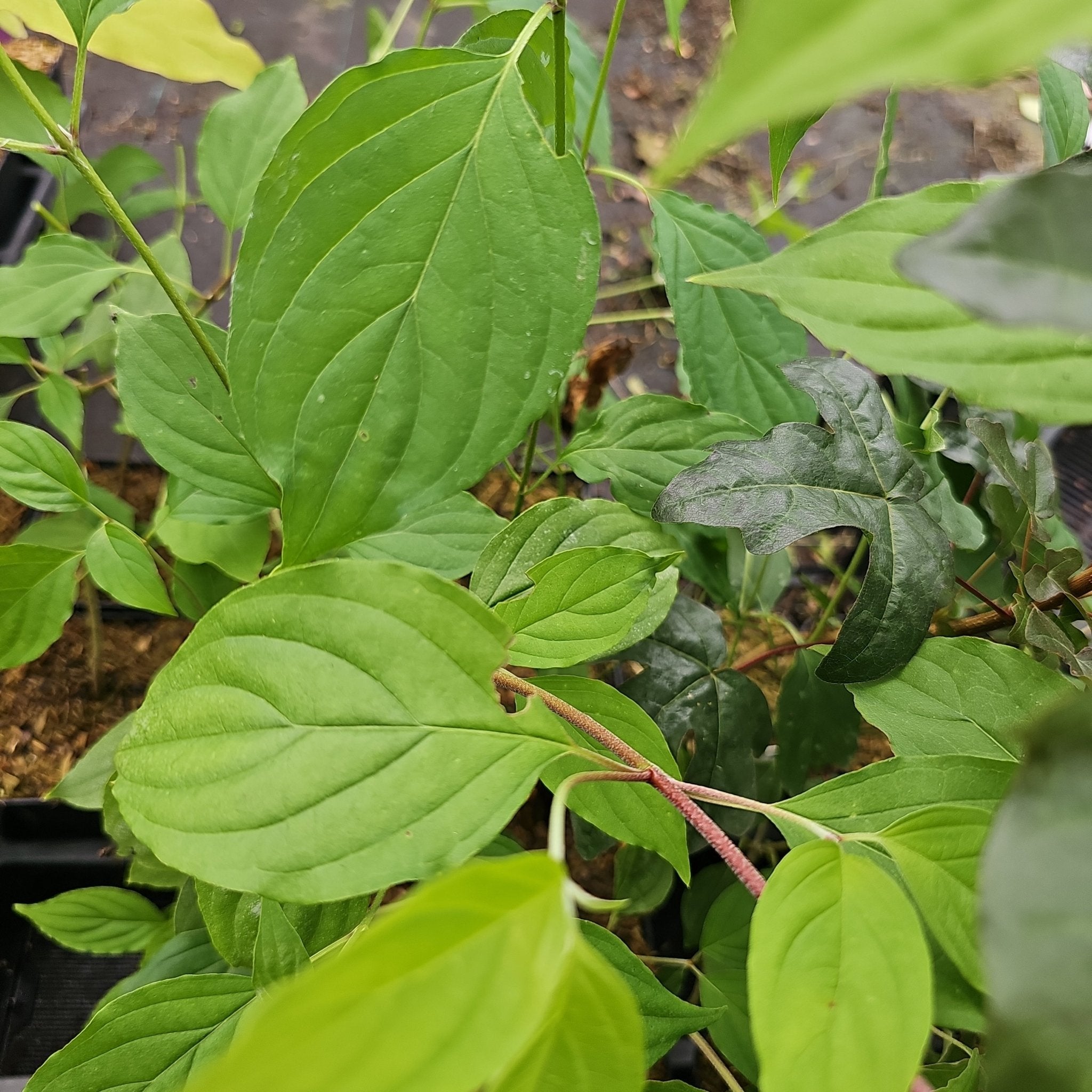 Cornus wilsoniana - Herrenkamper Gärten - Pflanzenraritäten