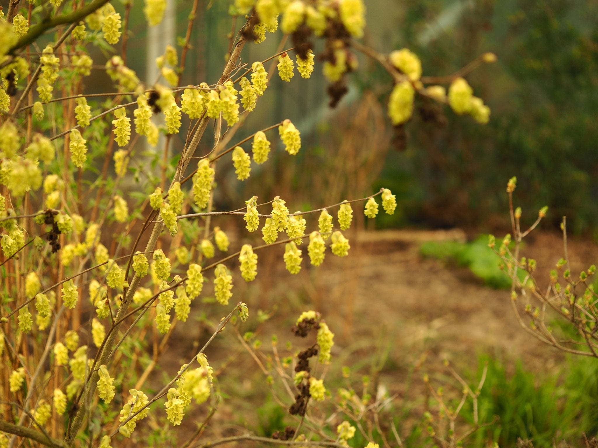 Corylopsis veitchiana - Herrenkamper Gärten - Pflanzenraritäten