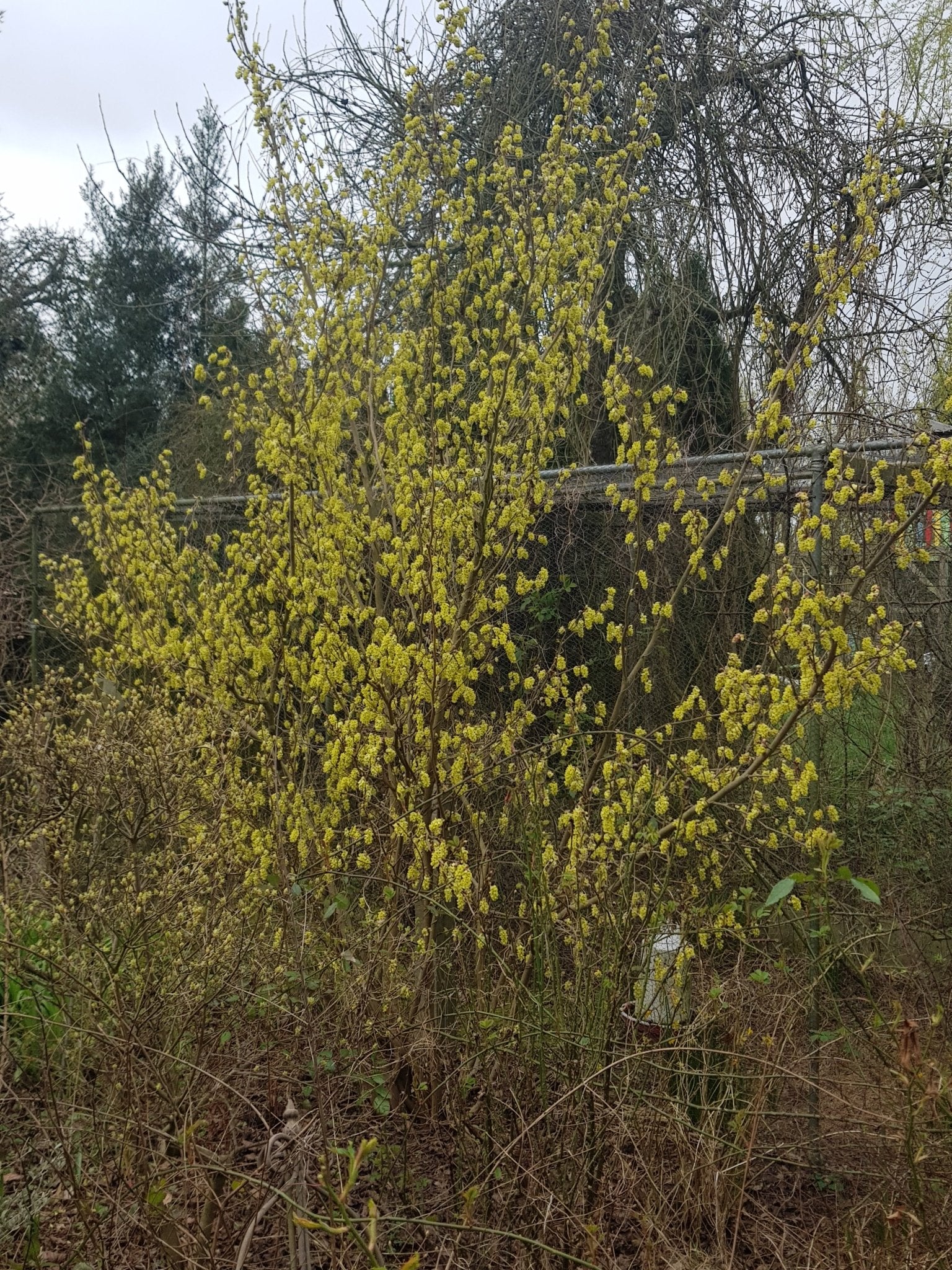 Corylopsis willmottiae - Herrenkamper Gärten - Pflanzenraritäten