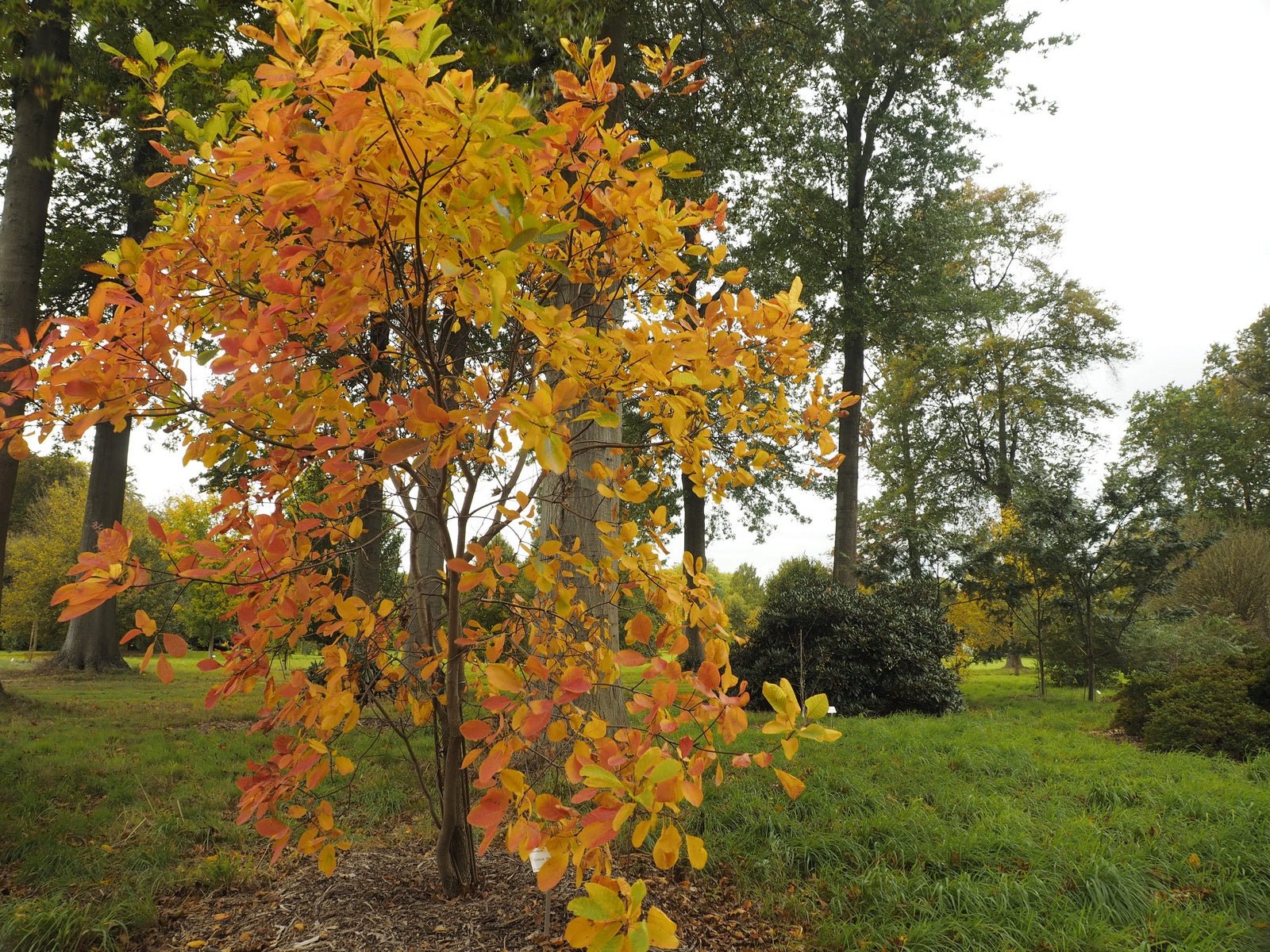 Cotinus obovatus - Herrenkamper Gärten - Pflanzenraritäten