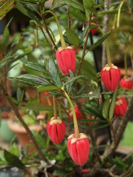 Crinodendron hookerianum - Herrenkamper Gärten - Pflanzenraritäten