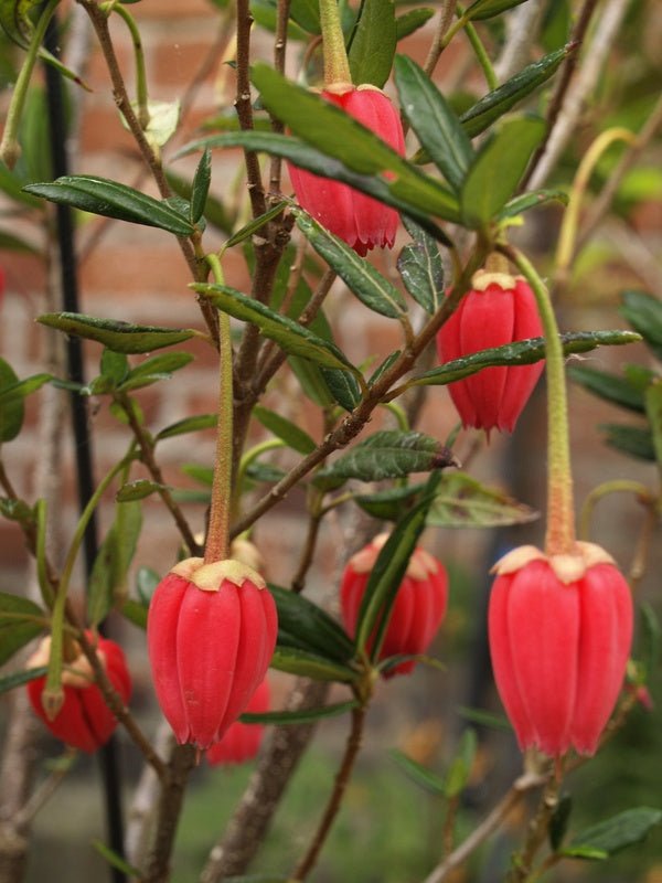 Crinodendron hookerianum - Herrenkamper Gärten - Pflanzenraritäten