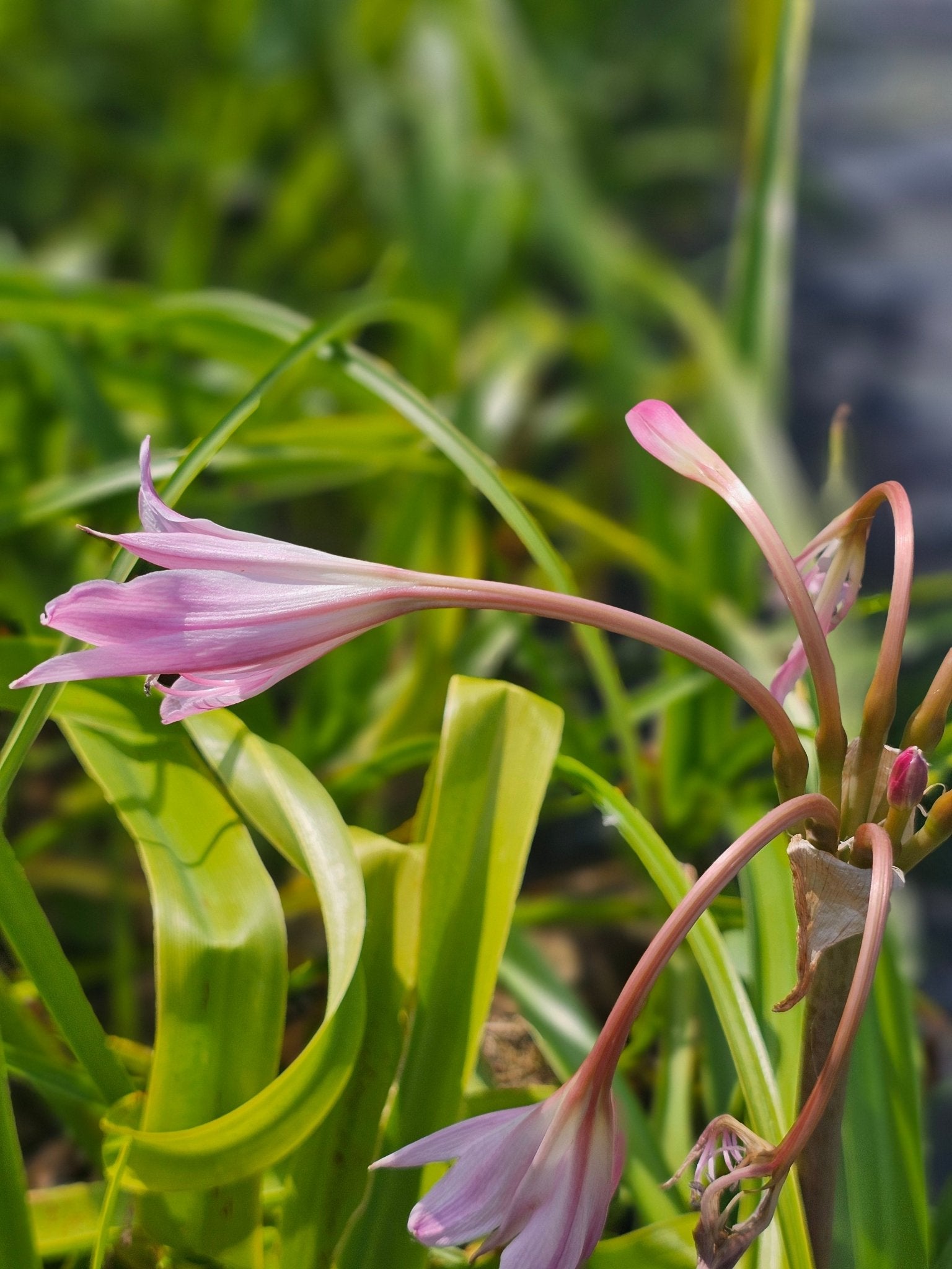 Crinum powellii - Herrenkamper Gärten - Pflanzenraritäten