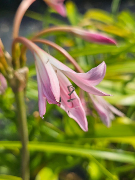 Crinum powellii - Herrenkamper Gärten - Pflanzenraritäten