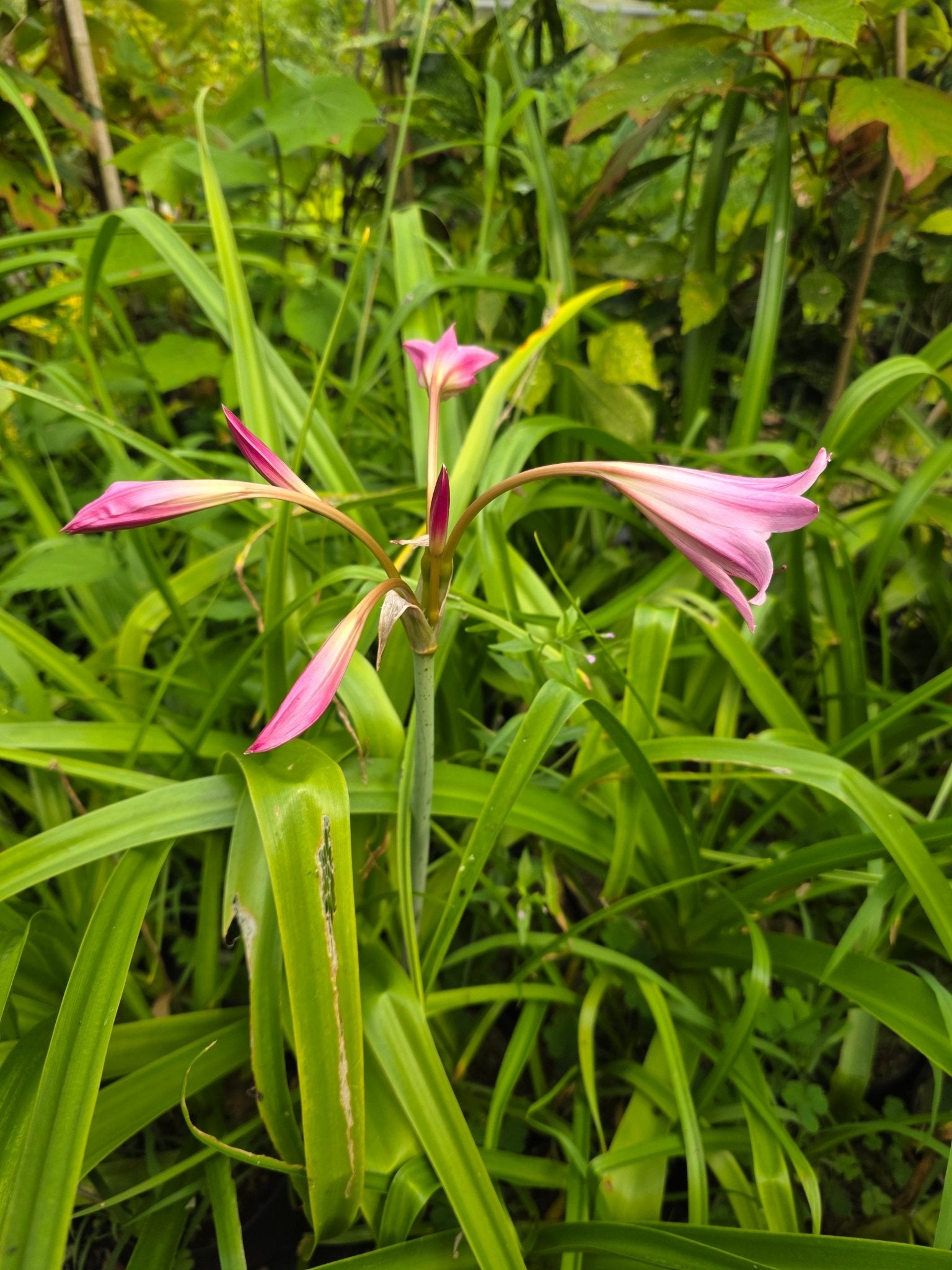 Crinum powellii - Herrenkamper Gärten - Pflanzenraritäten