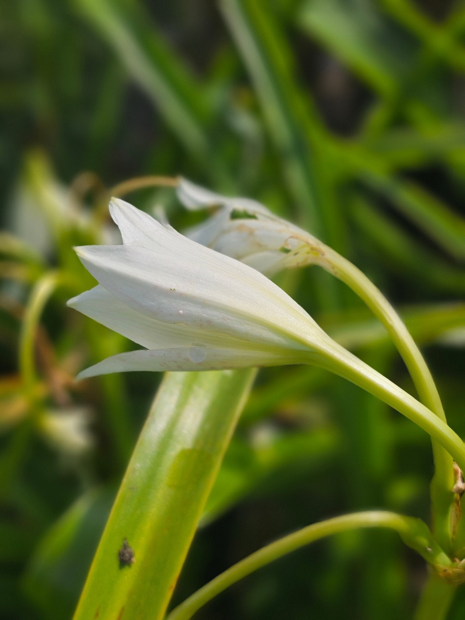 Crinum x powellii 'Album' - Herrenkamper Gärten - Pflanzenraritäten