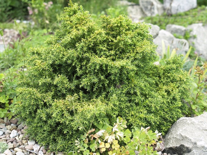 Cryptomeria japonica 'Compacta Nana' - Herrenkamper Gärten - Pflanzenraritäten