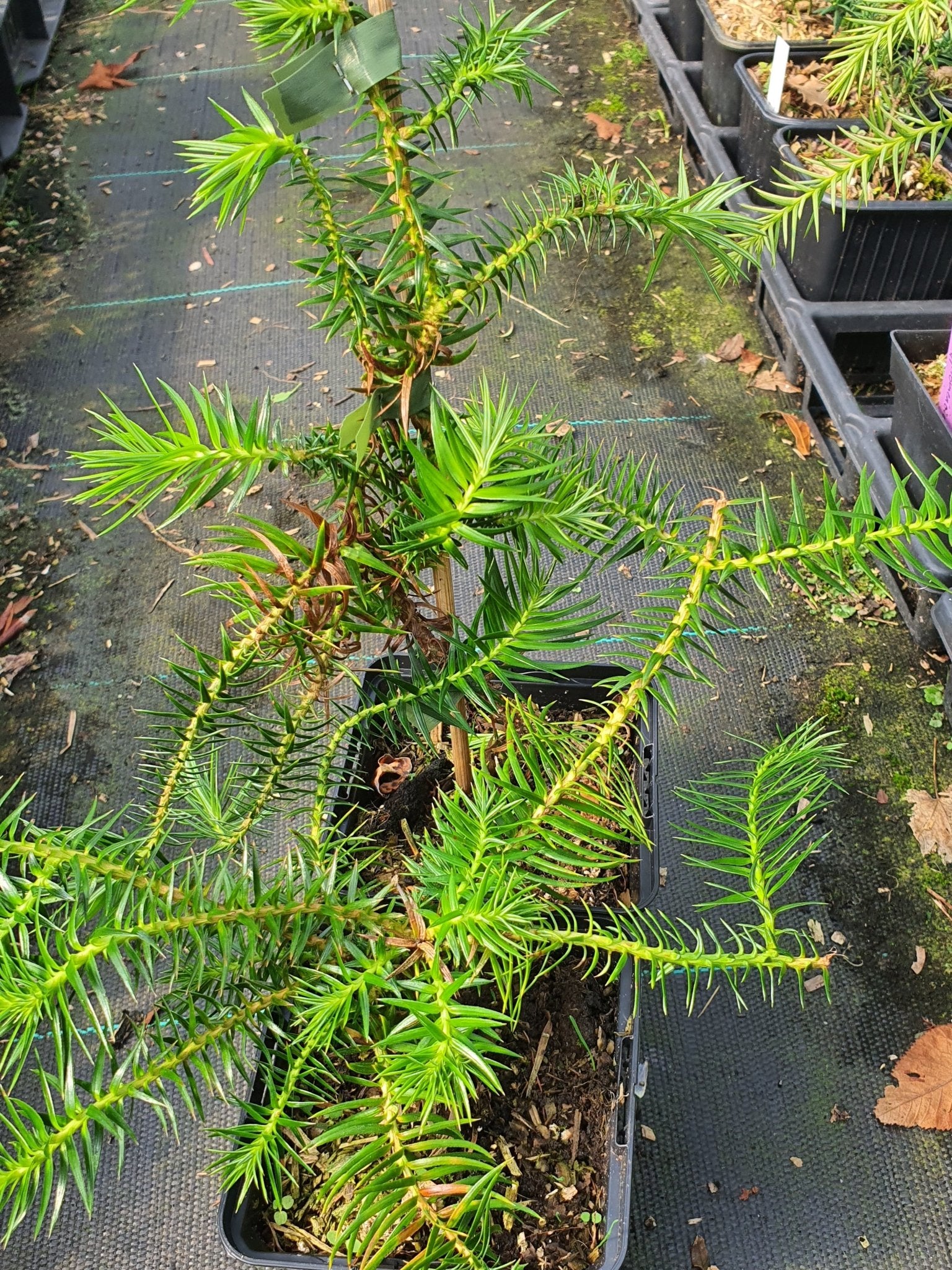 Cunninghamia lanceolata 'Graciosa' - Herrenkamper Gärten - Pflanzenraritäten