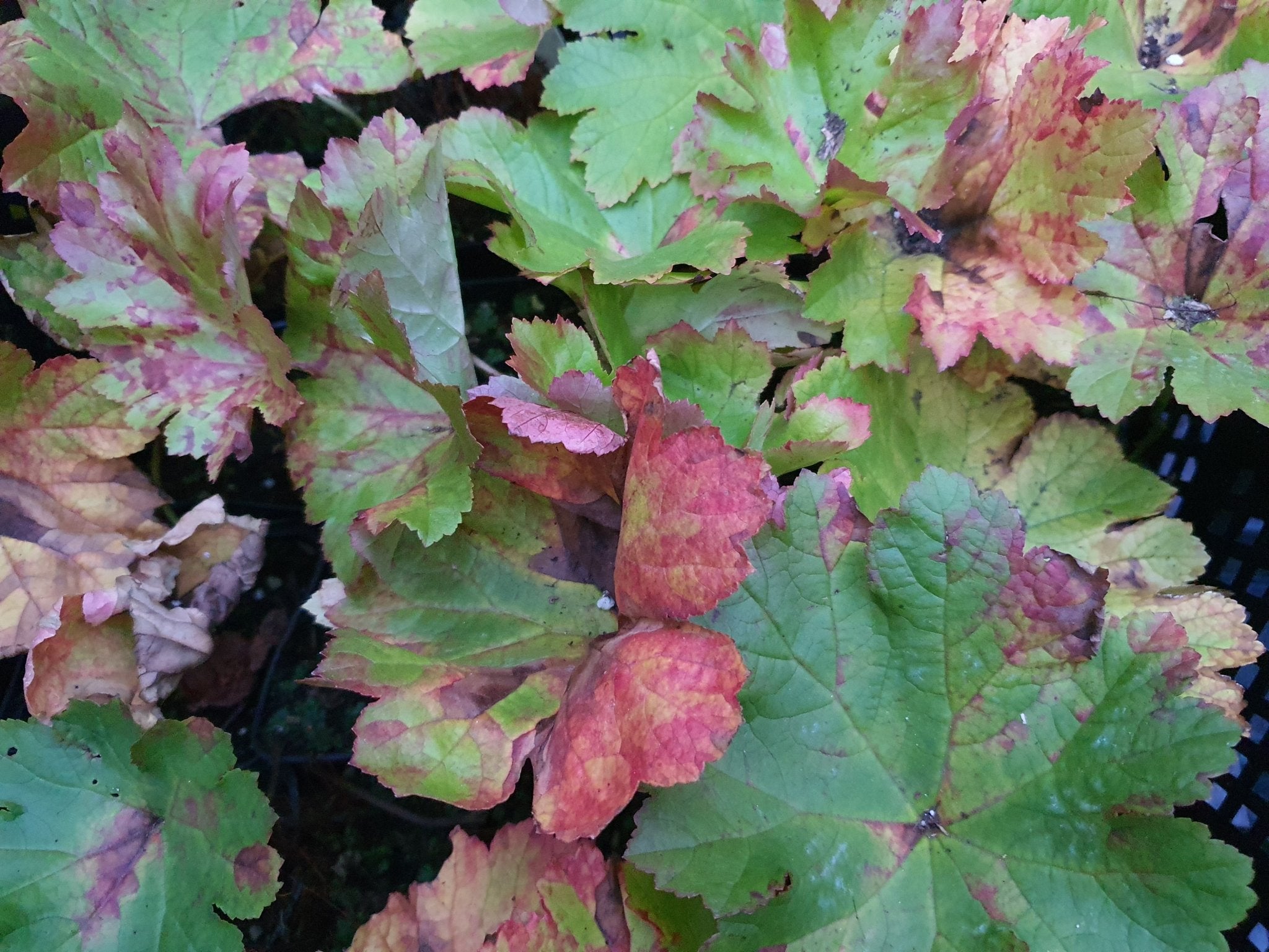 Darmera peltata - Herrenkamper Gärten - Pflanzenraritäten