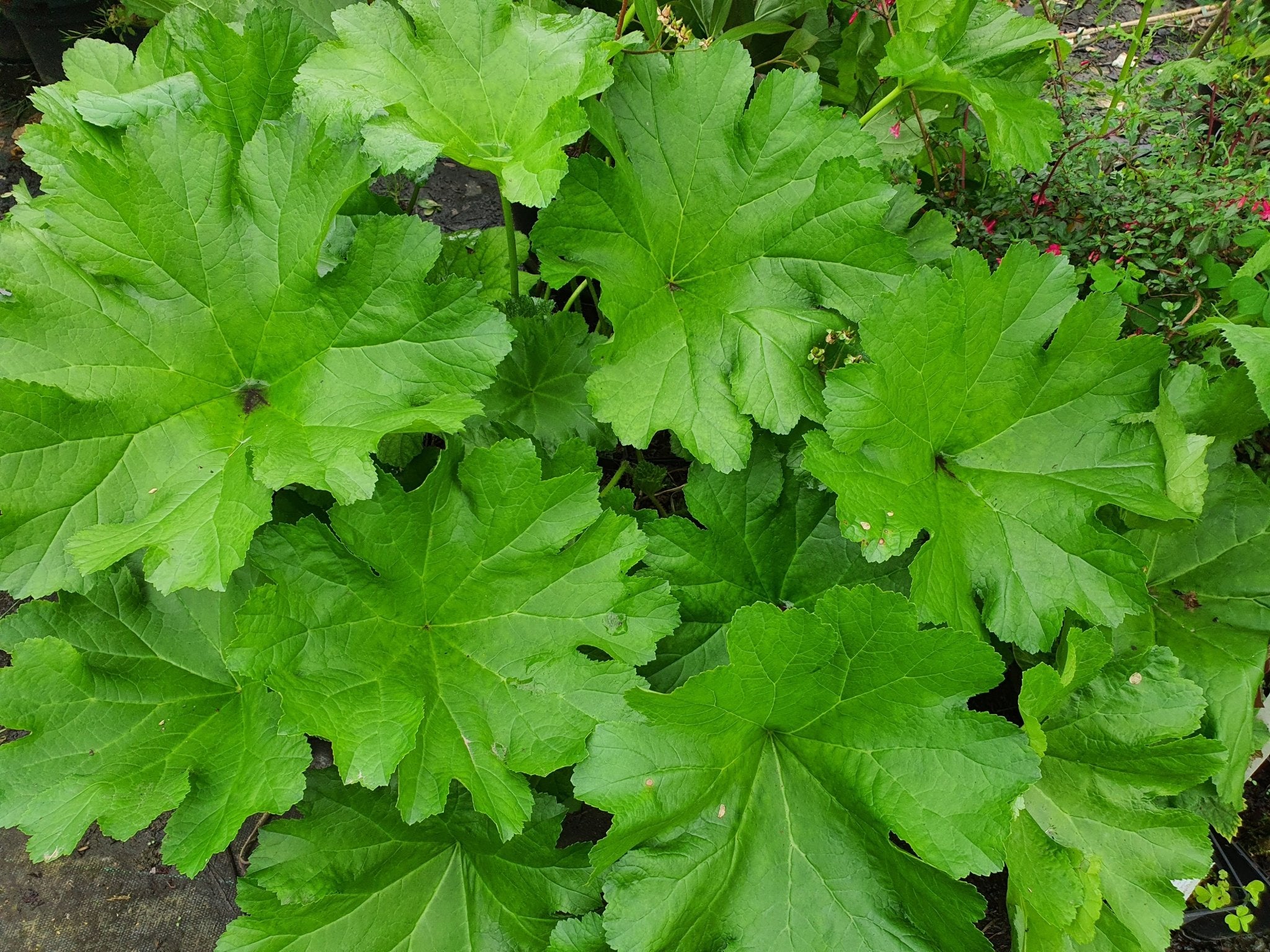 Darmera peltata - Herrenkamper Gärten - Pflanzenraritäten