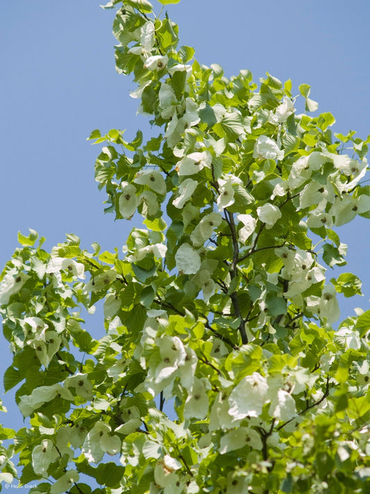 Davidia involucrata var.vilmoriniana - Herrenkamper Gärten - Pflanzenraritäten