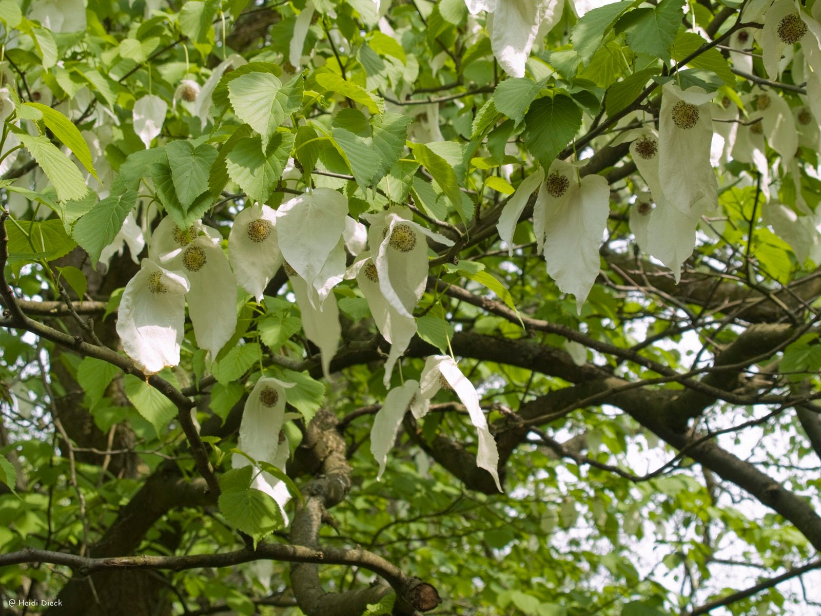 Davidia involucrata var.vilmoriniana - Herrenkamper Gärten - Pflanzenraritäten