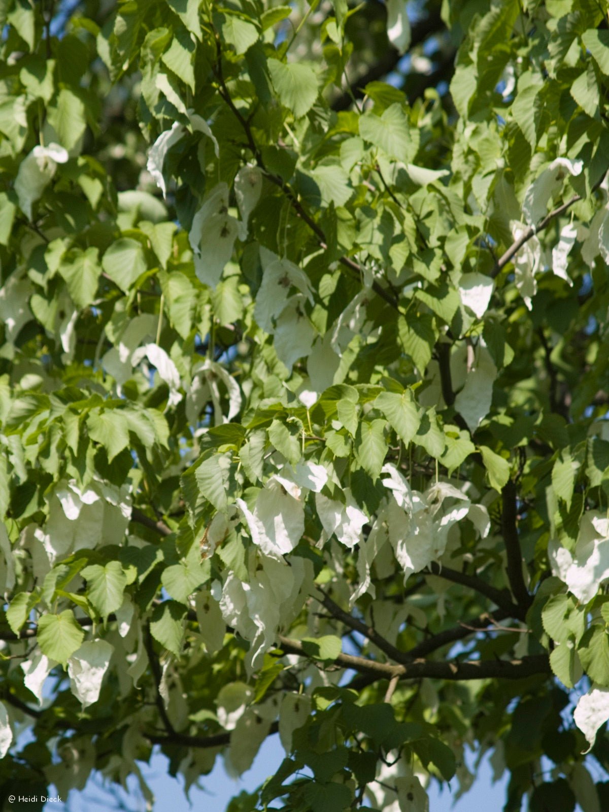 Davidia involucrata var.vilmoriniana - Herrenkamper Gärten - Pflanzenraritäten