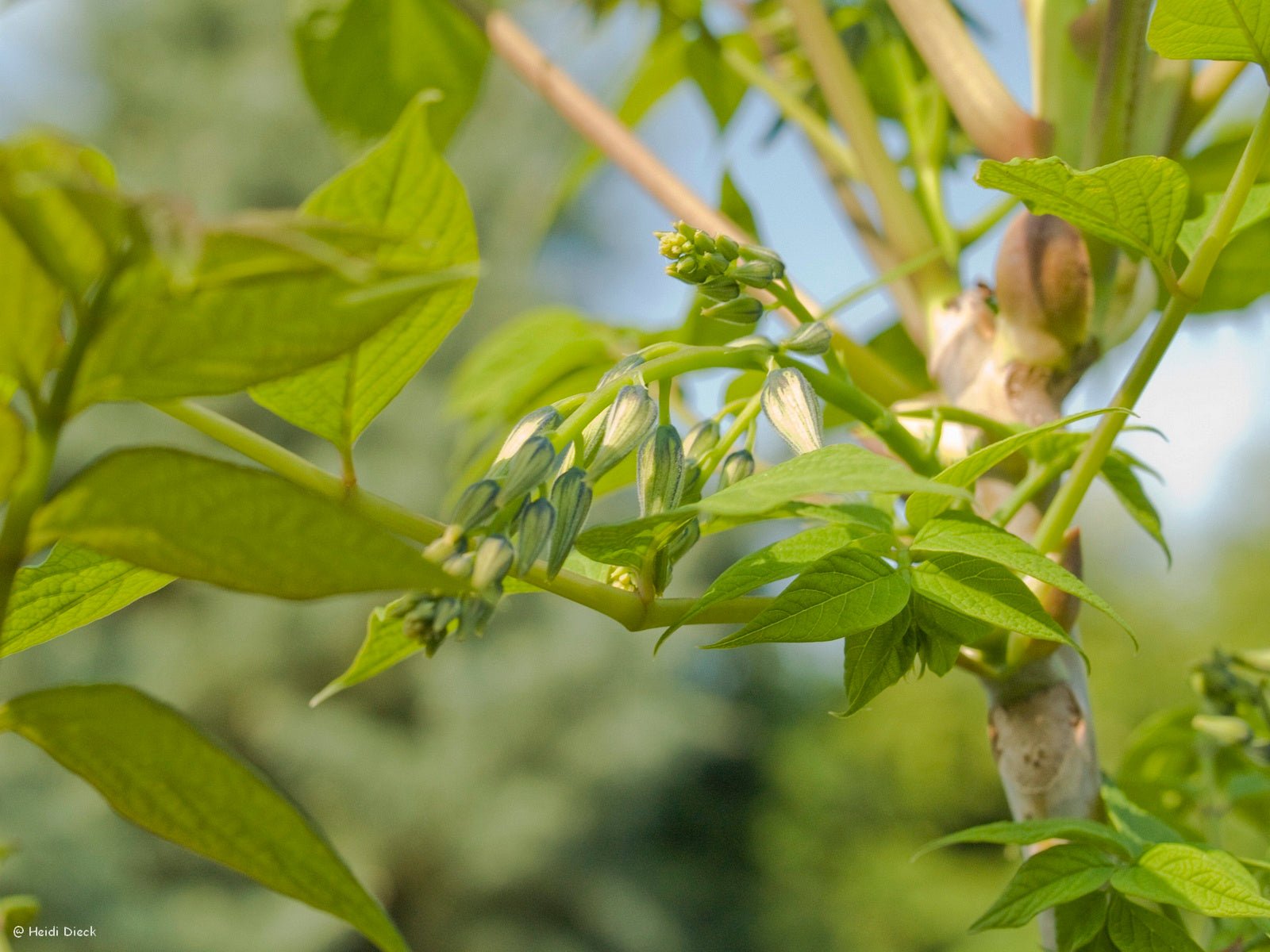 Decaisnea fargesii - Herrenkamper Gärten - Pflanzenraritäten