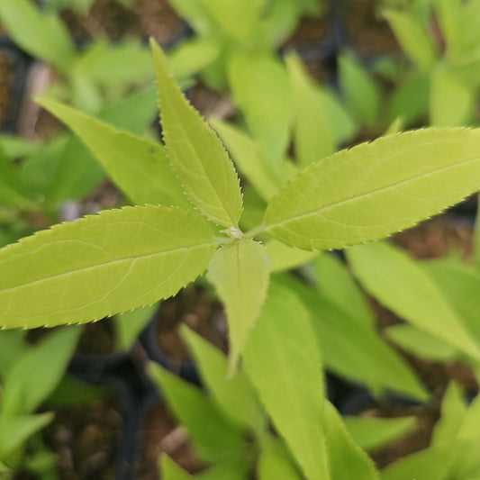 Deutzia gracilis 'Aurea' - Herrenkamper Gärten - Pflanzenraritäten