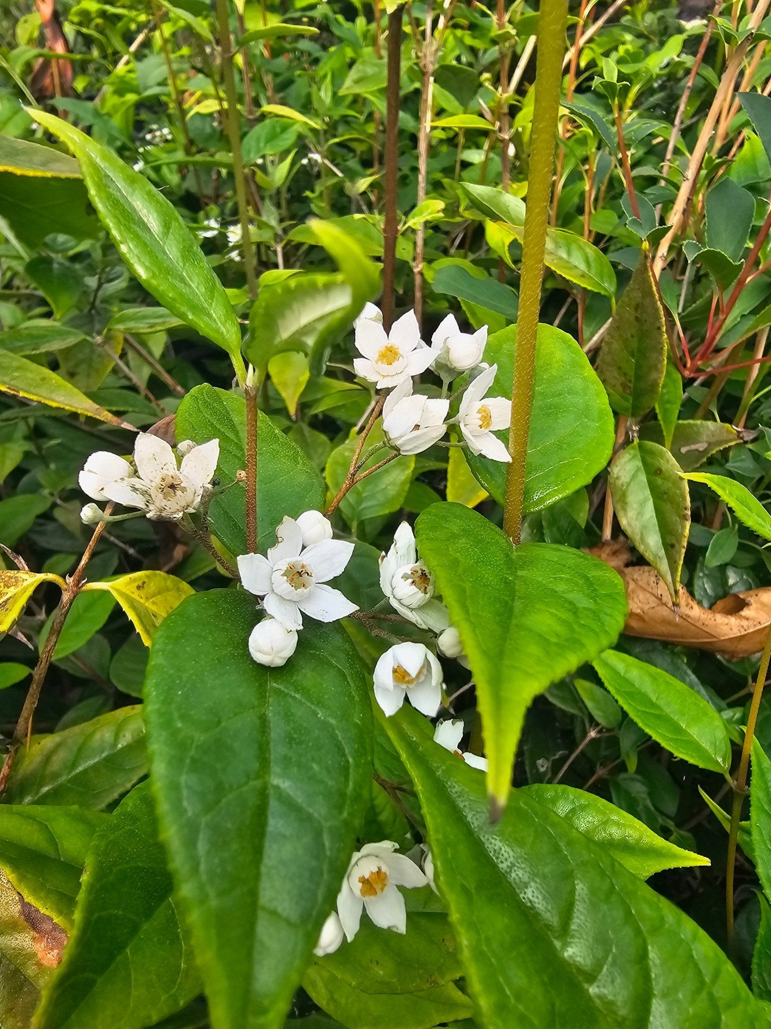 Deutzia multiradiata - Herrenkamper Gärten - Pflanzenraritäten
