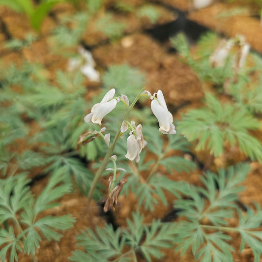 Dicentra canadensis - Herrenkamper Gärten - Pflanzenraritäten